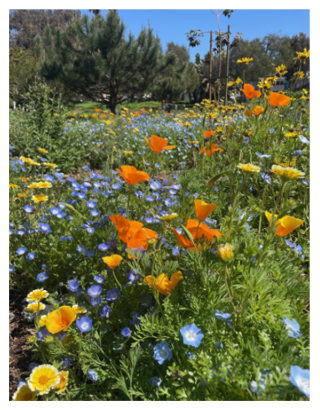South Bay Parkland Conservancy